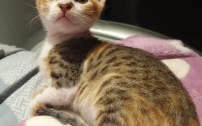 Wer möchte ein Starterpaket für ein Kitten finanzieren?