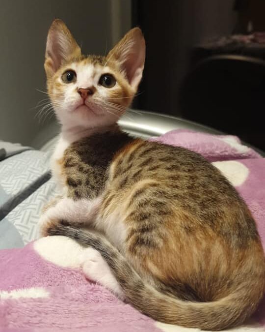 Wer möchte ein Starterpaket für ein Kitten finanzieren?