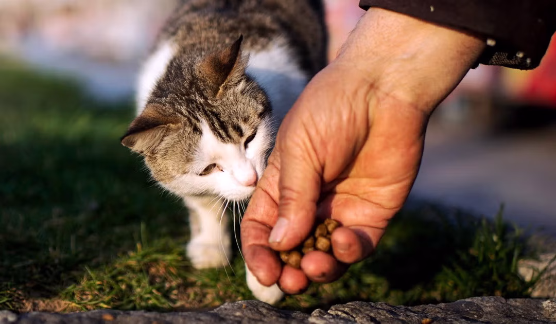 Mangelnder Tierschutz muss nicht sein!