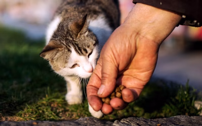 Mangelnder Tierschutz muss nicht sein!