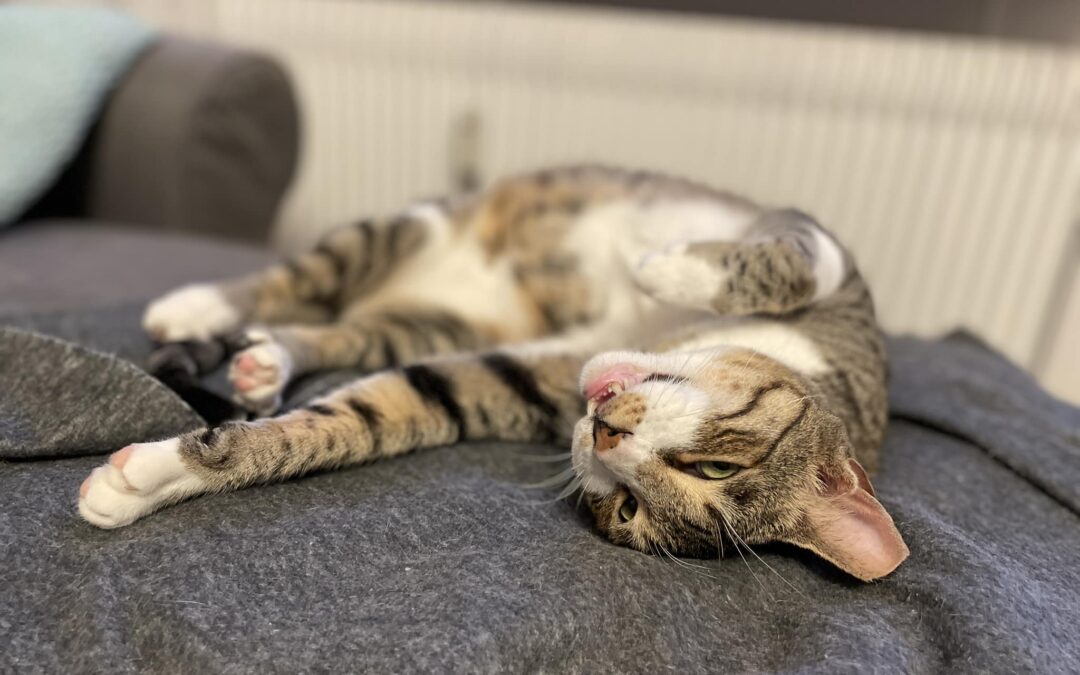 ADOPTIERT / Wer hat keine Angst vor dem schwarzen Mann?