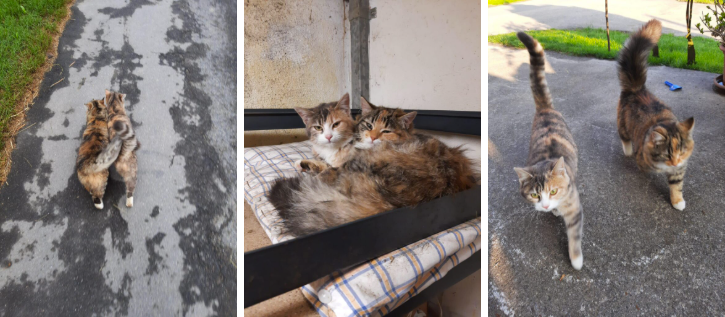 ADOPTIERT / Zwei Geschwister auf der Suche