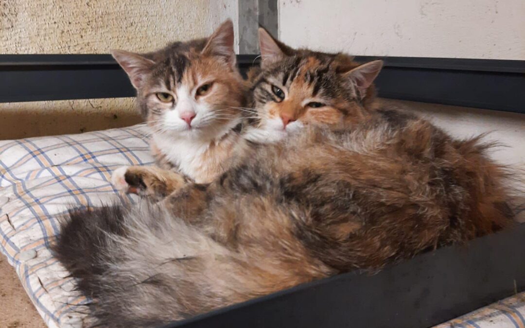 Die ersten fünf Monate 2026 – Einsatz für Katzen in Not