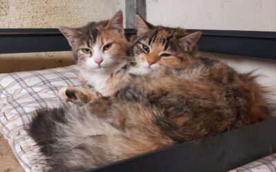 Die ersten fünf Monate 2026 – Einsatz für Katzen in Not