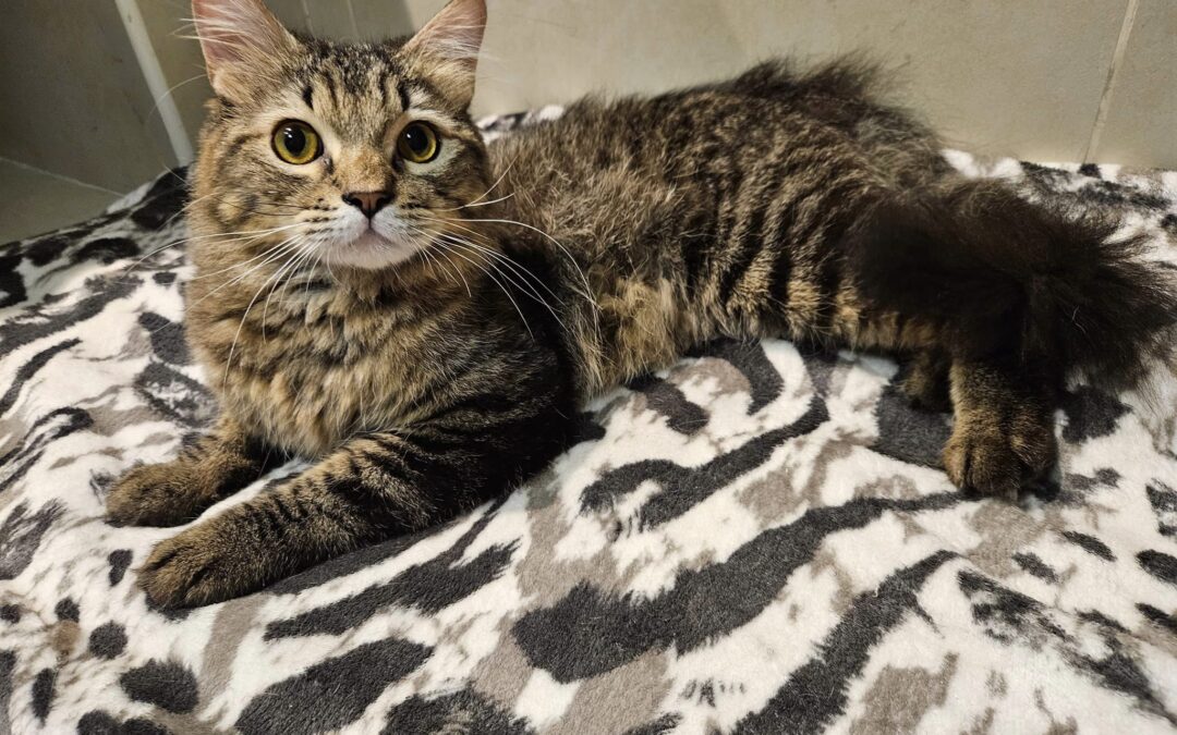 ADOPTIERT / Mein Name ist Marlon und ich suche eine neue Familie