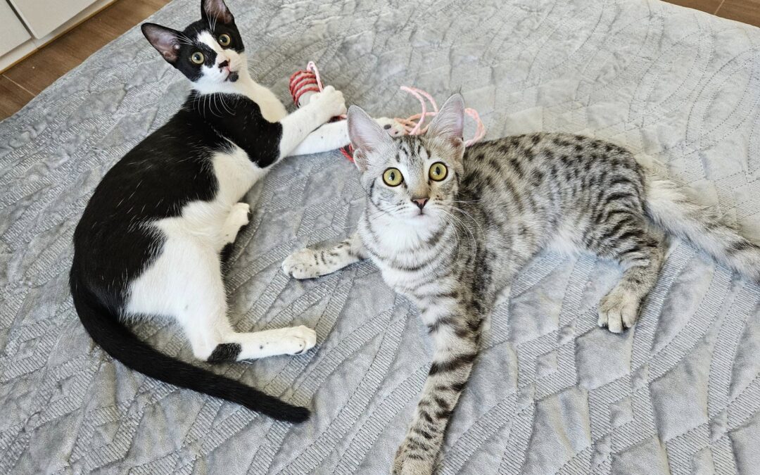 ADOPTIERT / Das Glück kommt auf 7 Pfoten
