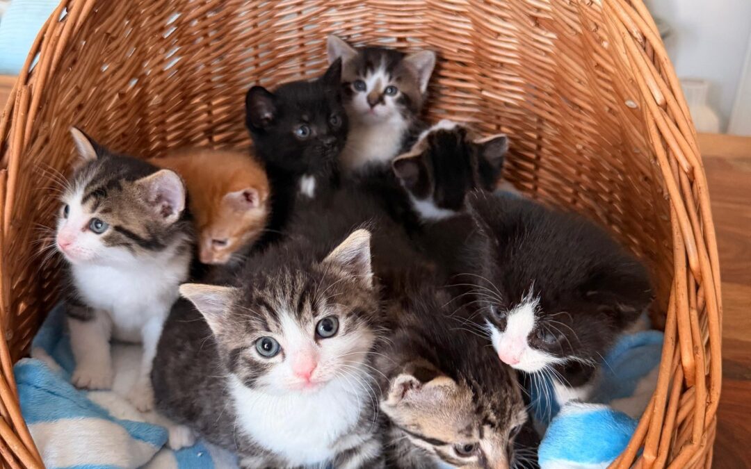 Ein bunter Strauss von Kitten