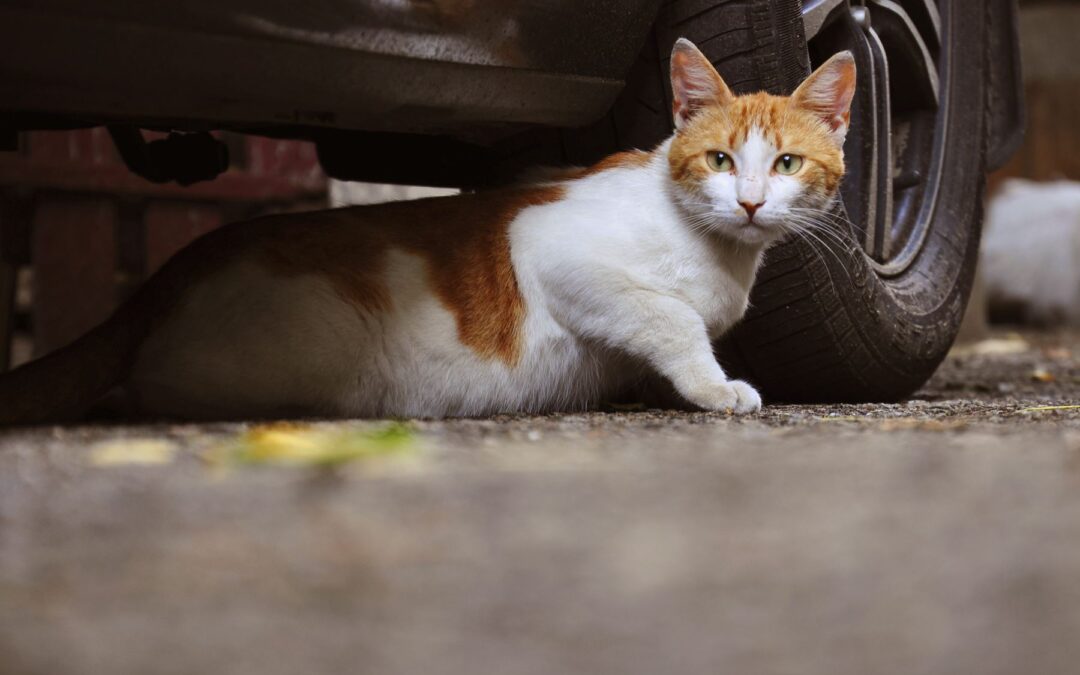 Was tun, wenn Sie eine mutmassliche Streunerkatze finden?