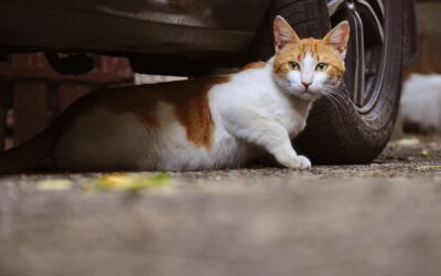Was tun, wenn Sie eine mutmassliche Streunerkatze finden?