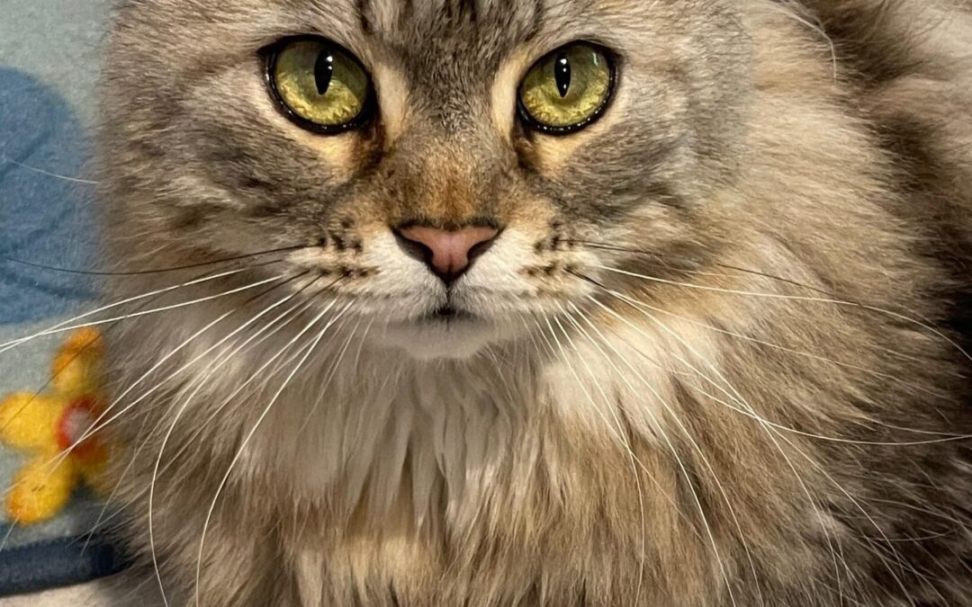 🐾 Maine Coon Mix Katze Sky sucht liebevolles Zuhause mit Freigang 🐾