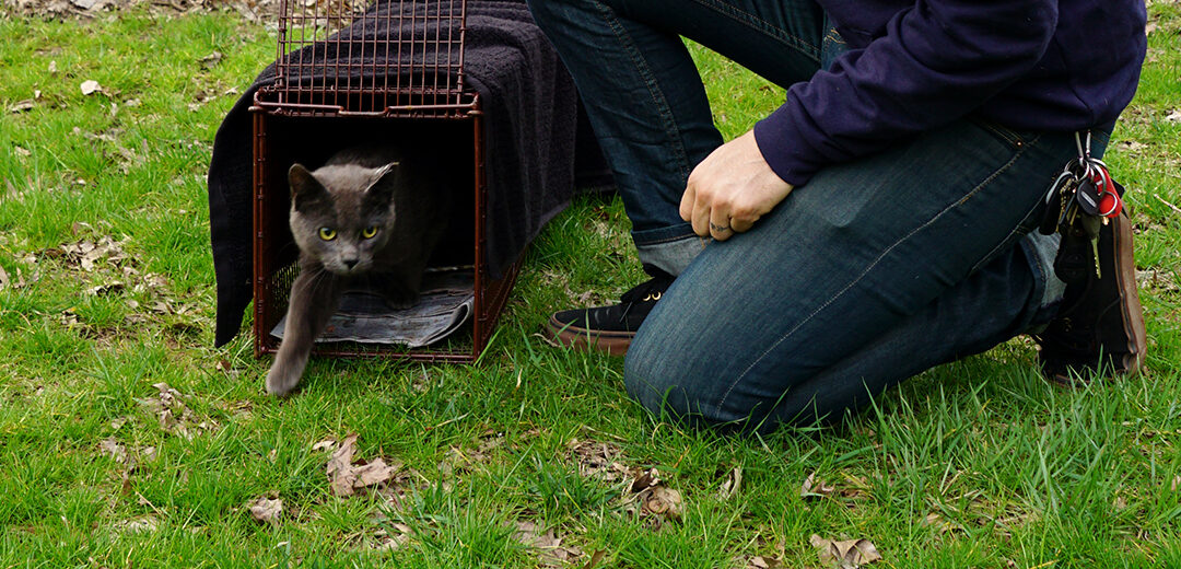 Warum freilebende Katzen nach der Kastration wieder in ihr angestammtes Gebiet zurückkehren