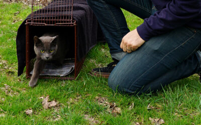 Warum freilebende Katzen nach der Kastration wieder in ihr angestammtes Gebiet zurückkehren