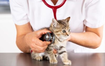 🐾 Großer Tierarzttag für unsere Schützlinge 🐾