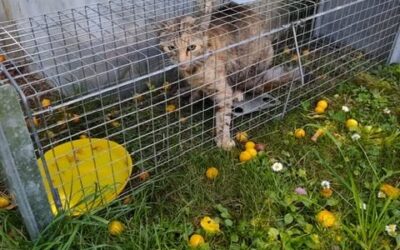 Schon wieder eine Katzen Mama mit 2 Kitten eingefangen